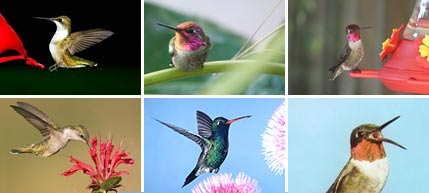 Pictures of Hummingbirds