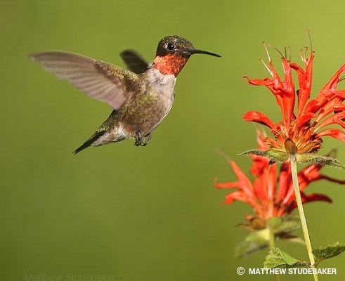 Hummingbird Pictures