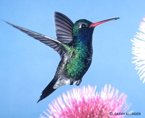 Hummingbird Videos