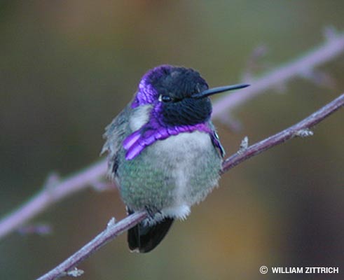 Hummingbird Facts